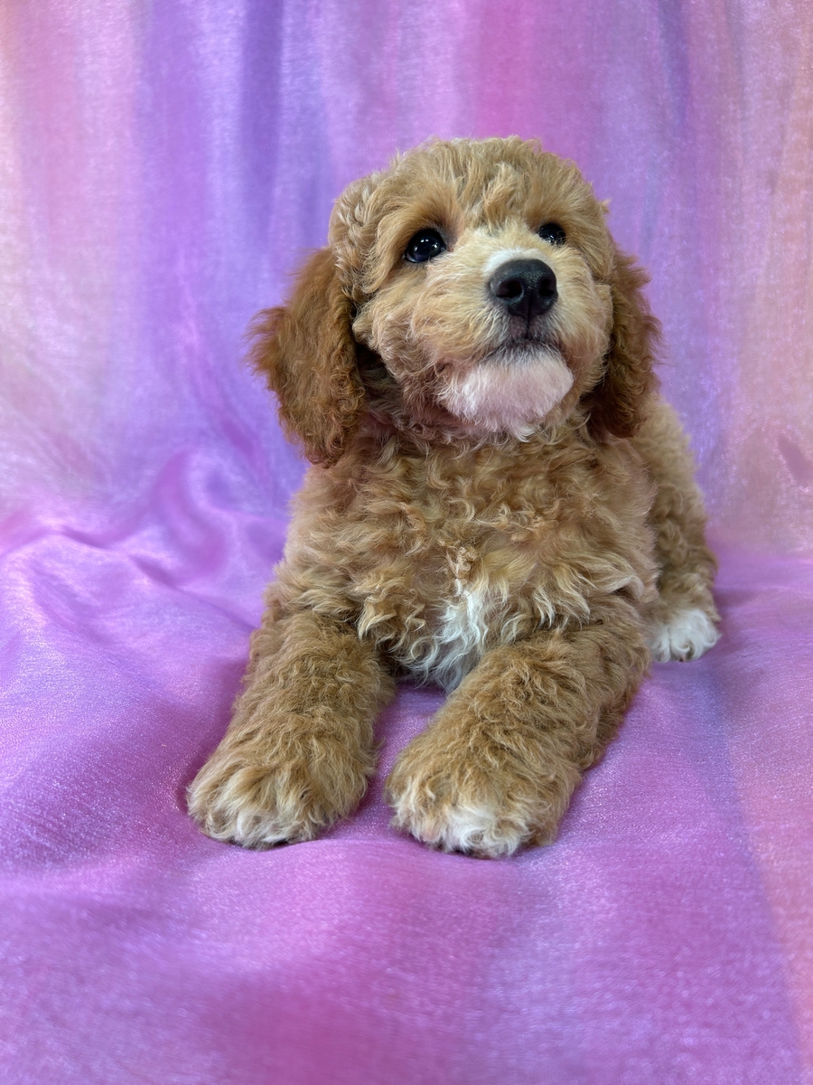 Male Cockapoo Puppy for Sale DOB 5-2-2025 $950